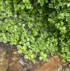 Callitriche stagnalis (Common Starwort) at Aranda, ACT - 18 Aug 2022 by Ned_Johnston