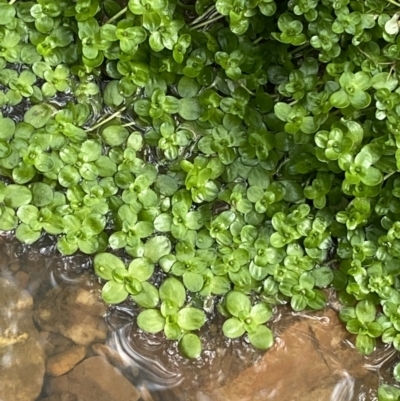 Callitriche stagnalis (Common Starwort) at Aranda, ACT - 18 Aug 2022 by NedJohnston