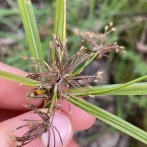 Cyperus eragrostis at Aranda, ACT - 18 Aug 2022 10:39 AM