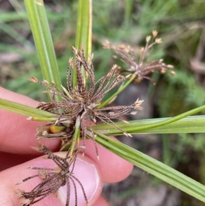 Cyperus eragrostis (Umbrella Sedge) at Aranda, ACT - 18 Aug 2022 by NedJohnston