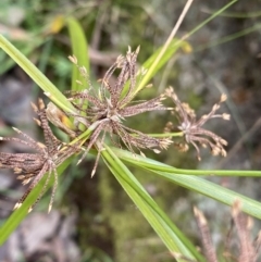 Cyperus eragrostis at Aranda, ACT - 18 Aug 2022 10:39 AM