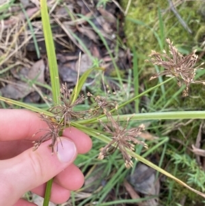 Cyperus eragrostis at Aranda, ACT - 18 Aug 2022 10:39 AM