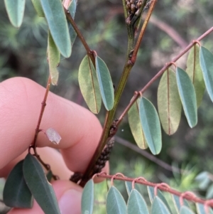 Indigofera australis subsp. australis at Aranda, ACT - 18 Aug 2022 10:30 AM