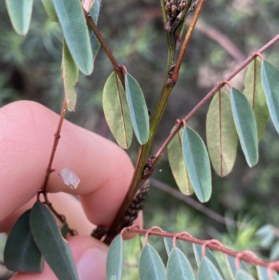 Indigofera australis subsp. australis (Australian Indigo) at Aranda, ACT - 18 Aug 2022 by Ned_Johnston