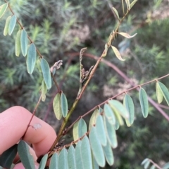 Indigofera australis subsp. australis at Aranda, ACT - 18 Aug 2022 10:30 AM