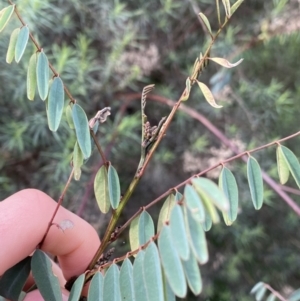 Indigofera australis subsp. australis at Aranda, ACT - 18 Aug 2022