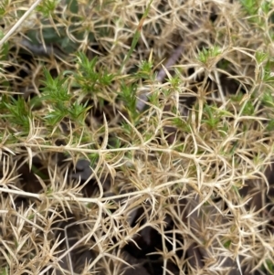 Stellaria pungens at Aranda, ACT - 18 Aug 2022