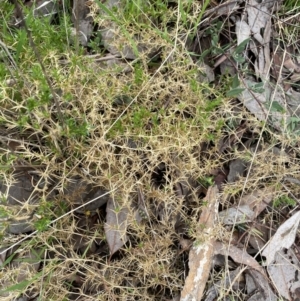 Stellaria pungens at Aranda, ACT - 18 Aug 2022