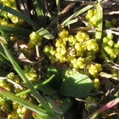 Lomandra bracteata (Small Matrush) at Molonglo Valley, ACT - 4 Sep 2022 by sangio7