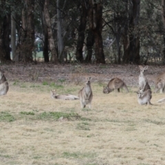 Macropus giganteus (Eastern Grey Kangaroo) at Greenway, ACT - 4 Sep 2022 by RodDeb