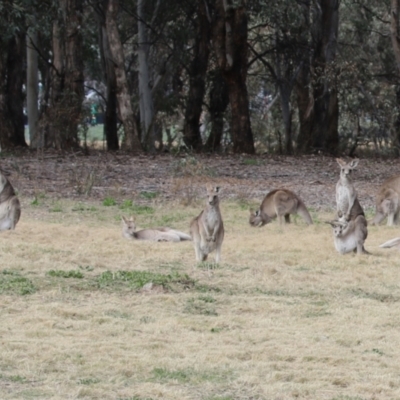 Macropus giganteus (Eastern Grey Kangaroo) at Greenway, ACT - 3 Sep 2022 by RodDeb