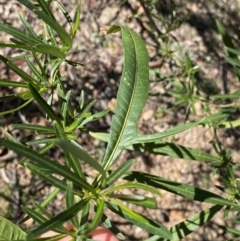 Solanum linearifolium (Kangaroo Apple) at Lyneham, ACT - 3 Sep 2022 by NedJohnston