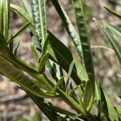 Solanum linearifolium at Lyneham, ACT - 3 Sep 2022 01:39 PM