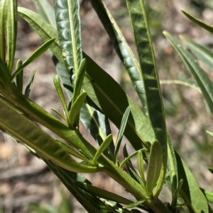 Solanum linearifolium at Lyneham, ACT - 3 Sep 2022