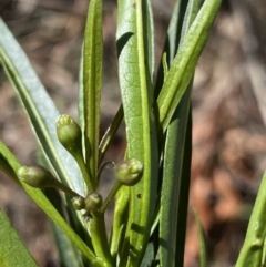 Solanum linearifolium at Lyneham, ACT - 3 Sep 2022 01:39 PM