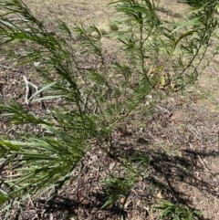 Solanum linearifolium at Lyneham, ACT - 3 Sep 2022