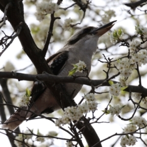 Dacelo novaeguineae at Greenway, ACT - 4 Sep 2022