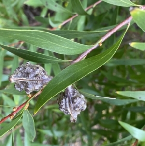 Hakea salicifolia at Lyneham, ACT - 3 Sep 2022 03:01 PM