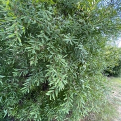 Hakea salicifolia at Lyneham, ACT - 3 Sep 2022 03:01 PM