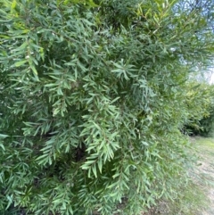 Hakea salicifolia at Lyneham, ACT - 3 Sep 2022