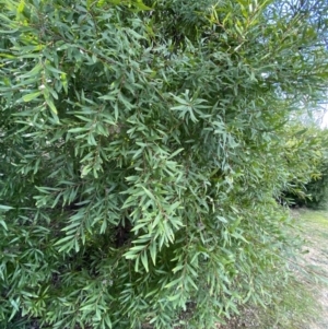 Hakea salicifolia at Lyneham, ACT - 3 Sep 2022 03:01 PM