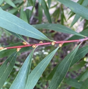 Hakea salicifolia at Lyneham, ACT - 3 Sep 2022