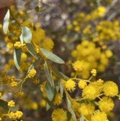 Acacia buxifolia subsp. buxifolia (Box-leaf Wattle) at Kaleen, ACT - 3 Sep 2022 by NedJohnston