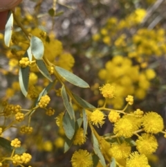 Acacia buxifolia subsp. buxifolia (Box-leaf Wattle) at Kaleen, ACT - 3 Sep 2022 by Ned_Johnston