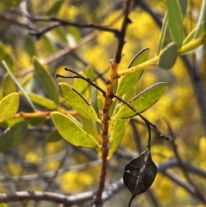 Acacia buxifolia subsp. buxifolia at Kaleen, ACT - 3 Sep 2022 02:39 PM