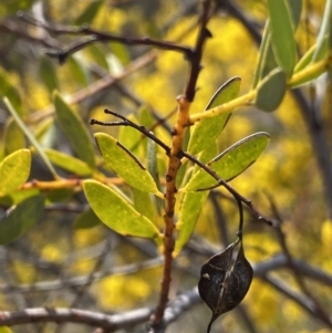 Acacia buxifolia subsp. buxifolia at Kaleen, ACT - 3 Sep 2022