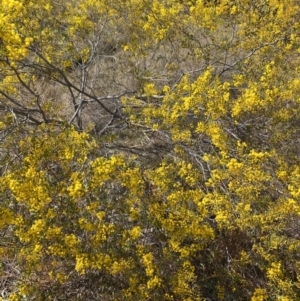 Acacia buxifolia subsp. buxifolia at Kaleen, ACT - 3 Sep 2022 02:39 PM