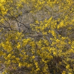 Acacia buxifolia subsp. buxifolia at Kaleen, ACT - 3 Sep 2022