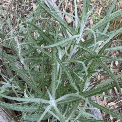 Senecio quadridentatus (Cotton Fireweed) at Lyneham Ridge - 3 Sep 2022 by Ned_Johnston