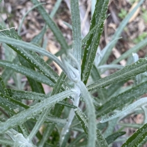 Senecio quadridentatus at Kaleen, ACT - 3 Sep 2022