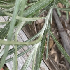 Senecio quadridentatus at Kaleen, ACT - 3 Sep 2022 02:23 PM