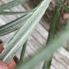 Senecio quadridentatus at Kaleen, ACT - 3 Sep 2022 02:23 PM