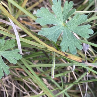 Geranium solanderi (Native Geranium) at Lyneham Ridge - 3 Sep 2022 by Ned_Johnston