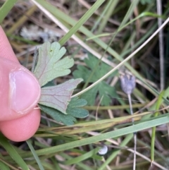 Geranium solanderi at Lyneham, ACT - 3 Sep 2022 02:13 PM