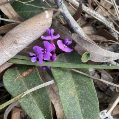 Hardenbergia violacea (False Sarsaparilla) at Kaleen, ACT - 3 Sep 2022 by NedJohnston