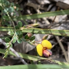 Bossiaea buxifolia (Matted Bossiaea) at Kaleen, ACT - 3 Sep 2022 by NedJohnston