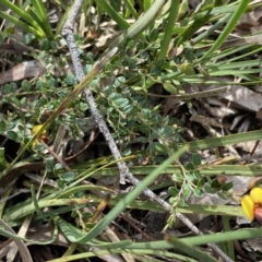 Bossiaea buxifolia at Kaleen, ACT - 3 Sep 2022 02:09 PM