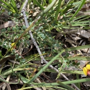 Bossiaea buxifolia at Kaleen, ACT - 3 Sep 2022