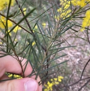 Acacia boormanii at Lyneham, ACT - 3 Sep 2022