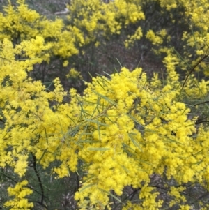 Acacia boormanii at Lyneham, ACT - 3 Sep 2022 02:07 PM