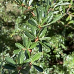 Pyracantha fortuneana (Firethorn) at Lyneham Ridge - 3 Sep 2022 by Ned_Johnston