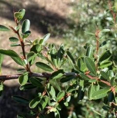 Pyracantha fortuneana at Lyneham, ACT - 3 Sep 2022 01:57 PM