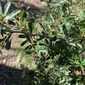 Pyracantha fortuneana at Lyneham, ACT - 3 Sep 2022 01:57 PM