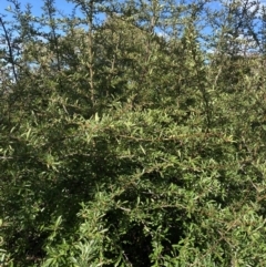 Pyracantha fortuneana at Lyneham, ACT - 3 Sep 2022 01:57 PM