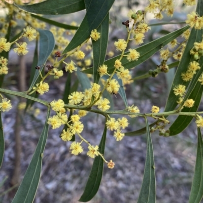 Acacia rubida (Red-stemmed Wattle, Red-leaved Wattle) at O'Connor Ridge to Gungahlin Grasslands - 3 Sep 2022 by Ned_Johnston