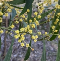 Acacia rubida (Red-stemmed Wattle, Red-leaved Wattle) at Lyneham, ACT - 3 Sep 2022 by Ned_Johnston